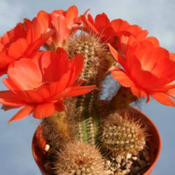 Echinopsis 'Wotan' (Peanut Cactus), aka Echinopsis chamaecereus 'Wotan' or ×Chamaelobivia 'Wotan'