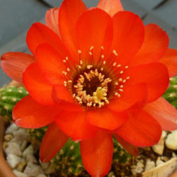 Echinopsis 'Wotan' (Peanut Cactus), aka Echinopsis chamaecereus 'Wotan' or ×Chamaelobivia 'Wotan'