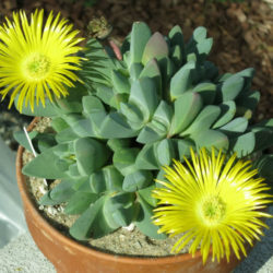 Cheiridopsis brownii