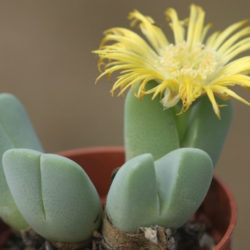 Cheiridopsis brownii