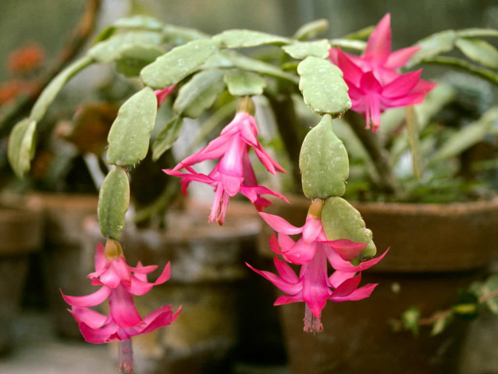 Potting Soil for Christmas Cactus | World of Succulents