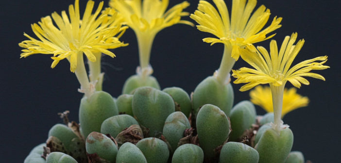 Conophytum meyeri - World of Succulents
