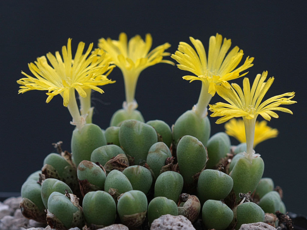 Conophytum meyeri