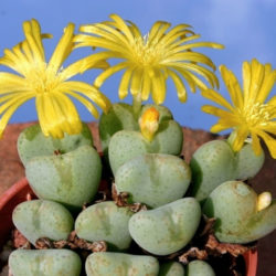 Conophytum Meyeri - World Of Succulents