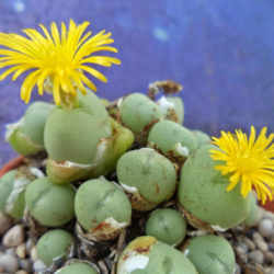 Conophytum meyeri - World of Succulents