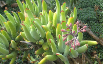 Cotyledon orbiculata var. flanaganii Cotyledon orbiculata var. flanaganii