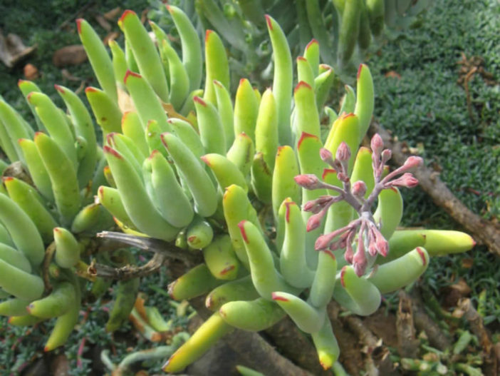 Cotyledon orbiculata var. flanaganii