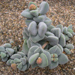 Crassula sericea var. hottentotta