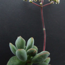 Crassula sericea var. hottentotta
