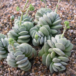 Crassula sericea var. velutina