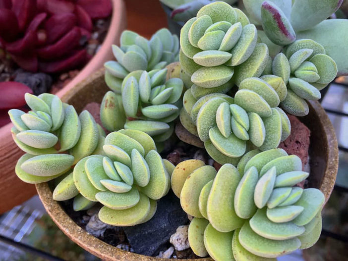 Crassula sericea var. velutina