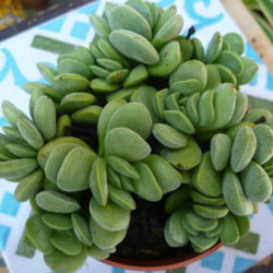 Crassula sericea var. velutina