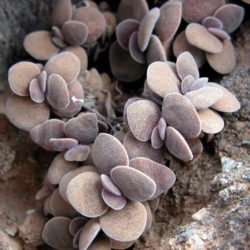 Crassula sericea var. velutina