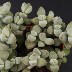 Crassula sericea