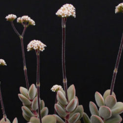 Crassula sericea
