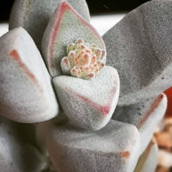 Crassula sericea