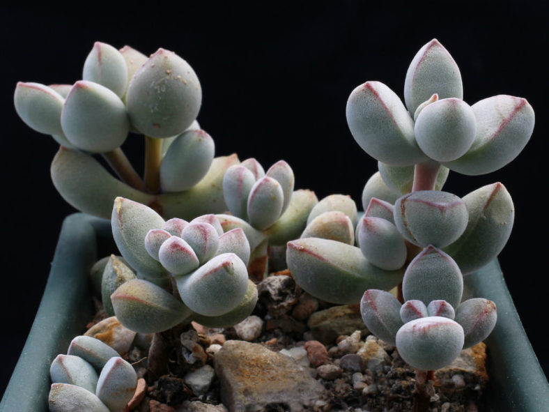 Crassula sericea