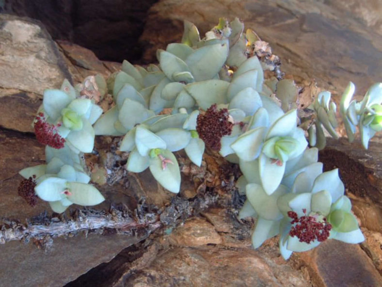 Crassula sladenii