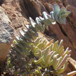 Crassula sladenii