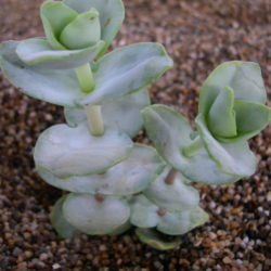 Crassula sladenii