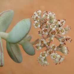 Crassula sladenii