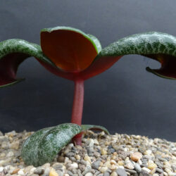 Crassula streyi, commonly known as Pondo Cliff Crassula