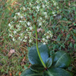 Crassula streyi, commonly known as Pondo Cliff Crassula
