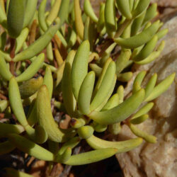 Crassula subaphylla var. virgata