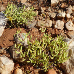 Crassula subaphylla var. virgata