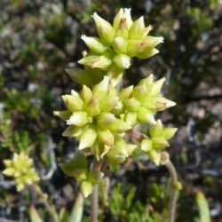 Flower clusters of Crassula subaphylla var. virgata