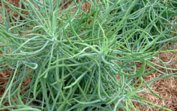 Curio talinoides 'Serpents' Curio talinoides 'Serpents' aka Senecio talinoides 'Serpents' or Senecio vitalis 'Serpents'