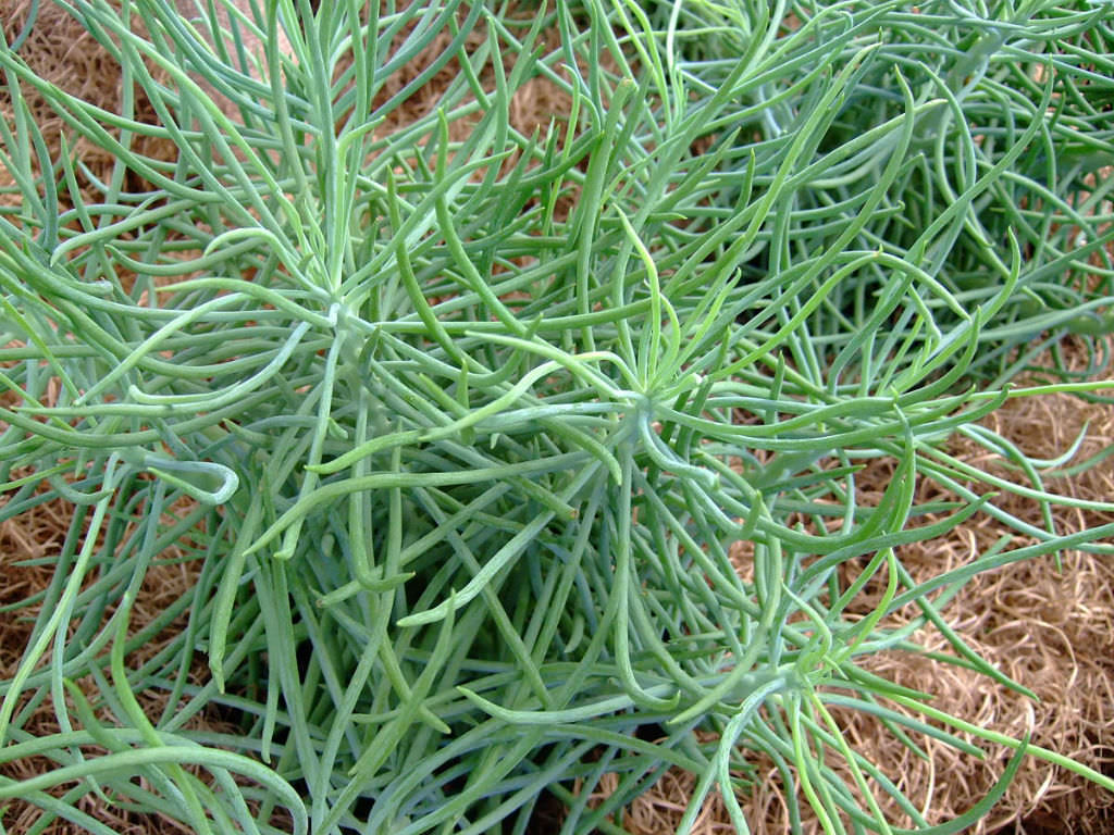 Curio talinoides 'Serpents' aka Senecio talinoides 'Serpents' or Senecio vitalis 'Serpents'