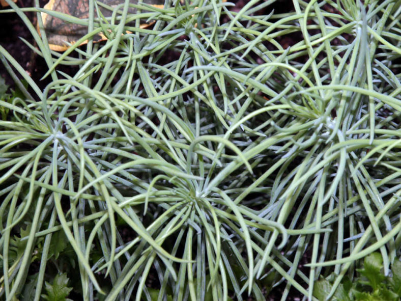 Curio talinoides 'Serpents' aka Senecio talinoides 'Serpents' or Senecio vitalis 'Serpents'