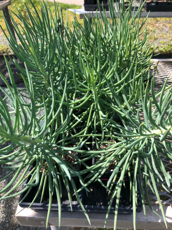 Curio talinoides 'Serpents' aka Senecio talinoides 'Serpents' or Senecio vitalis 'Serpents'