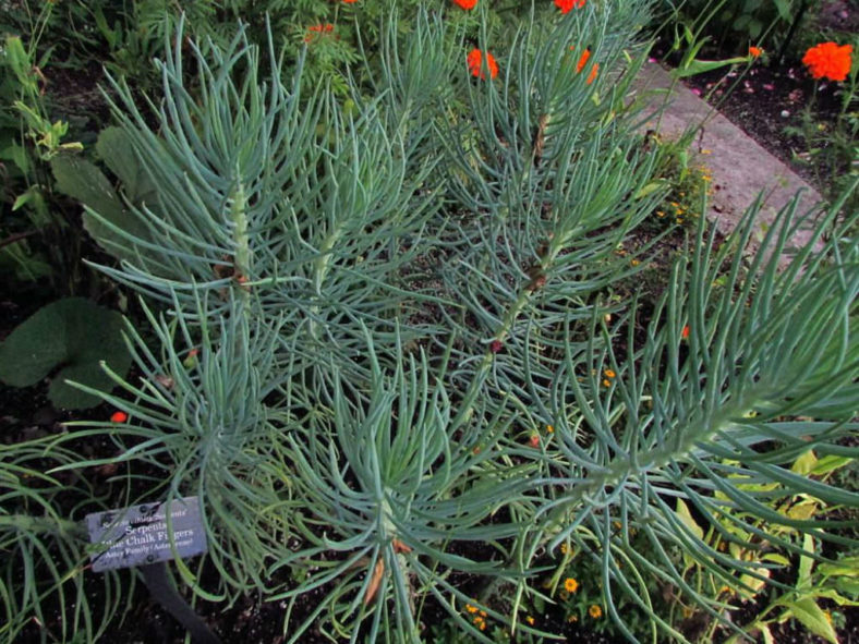 Curio talinoides 'Serpents' aka Senecio talinoides 'Serpents' or Senecio vitalis 'Serpents'