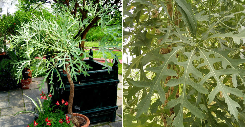 Cussonia paniculata (Mountain Cabbage Tree) World of Succulents