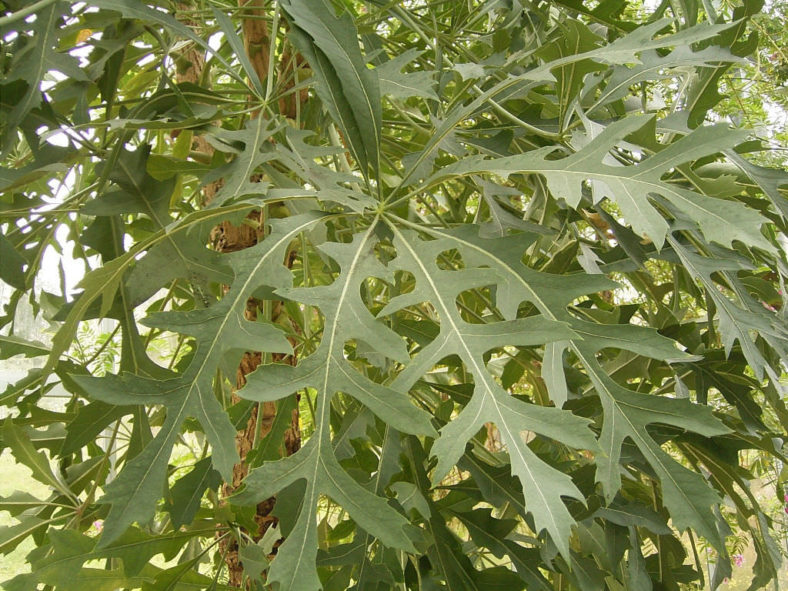 Cussonia paniculata (Mountain Cabbage Tree)