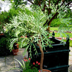 Cussonia paniculata (Mountain Cabbage Tree)