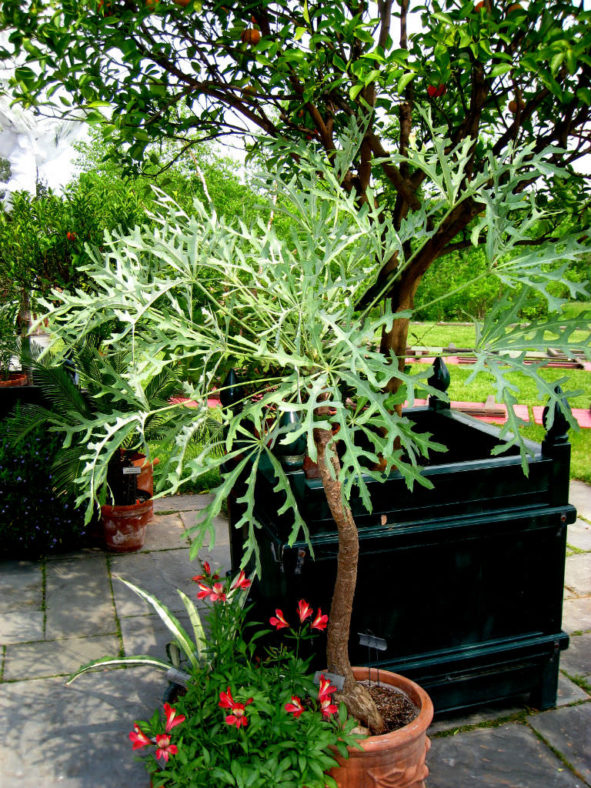 Cussonia paniculata (Mountain Cabbage Tree)