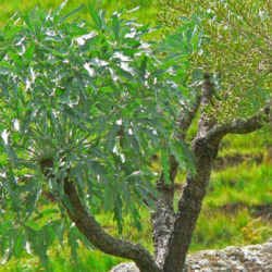 Cussonia paniculata (Mountain Cabbage Tree)