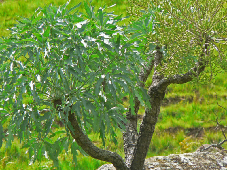 Cussonia paniculata (Mountain Cabbage Tree)