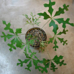 Cussonia paniculata (Mountain Cabbage Tree)