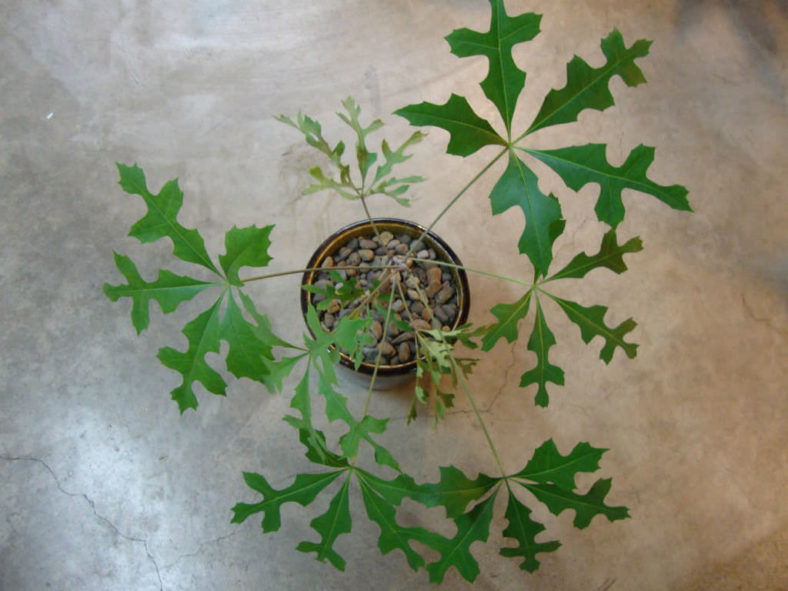 Cussonia paniculata (Mountain Cabbage Tree)