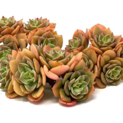 Echeveria 'Fun Queen'