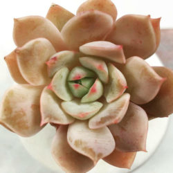 Echeveria 'Fun Queen'
