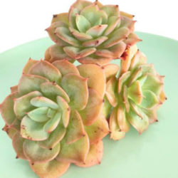 Echeveria 'Fun Queen'