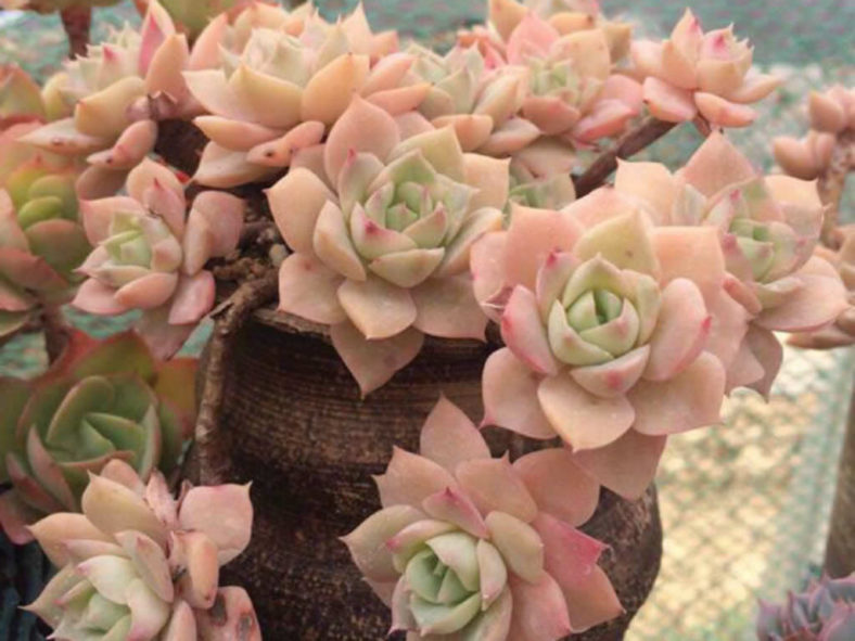 Echeveria 'Fun Queen'