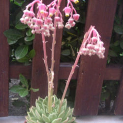 Echeveria 'Gilva' (Wax Rosette) aka Echeveria agavoides 'Gilva'