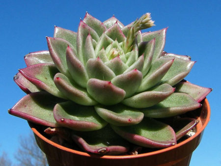 Echeveria 'Gilva' - World of Succulents