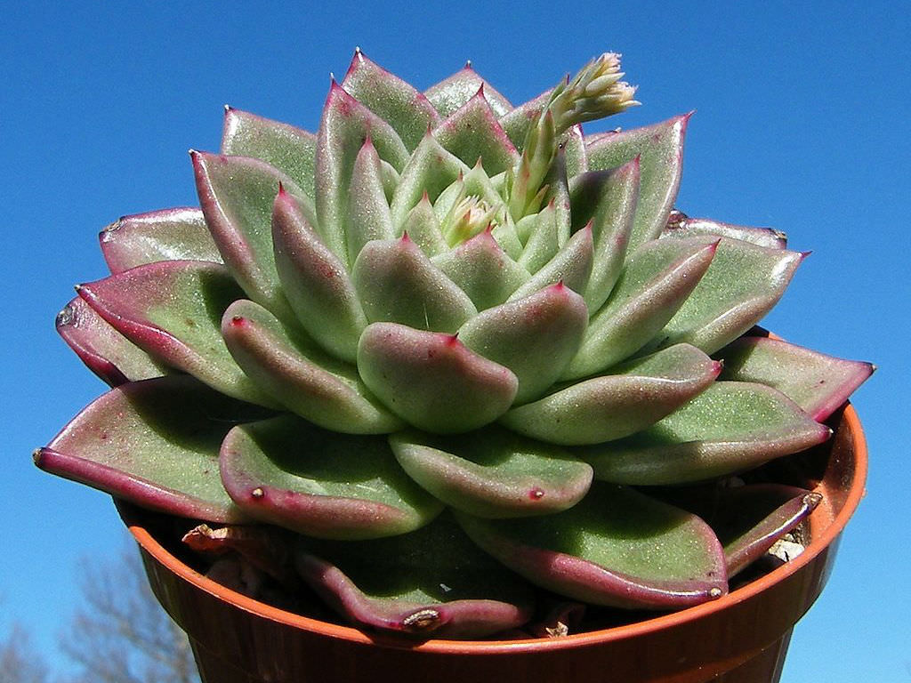 Echeveria 'Gilva' (Wax Rosette) aka Echeveria agavoides 'Gilva'